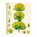 Gelber Enzian (Gentiana lutea)  Wurzeln  250g
