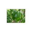 Annona muricata (Graviola)  125 ml  Urtinktur