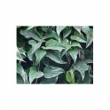 Sommer-Efeu - Guaco- (Mikania cordifolia) 120 Kapseln 300mg