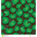 Asiatischer Wassernabel (Centella asiatica) 120 Kapseln 300mg
